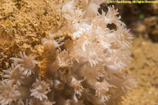 soft coral closeup